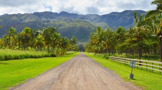 A dirt road leads through a grove of palm trees up into the Oahu hills