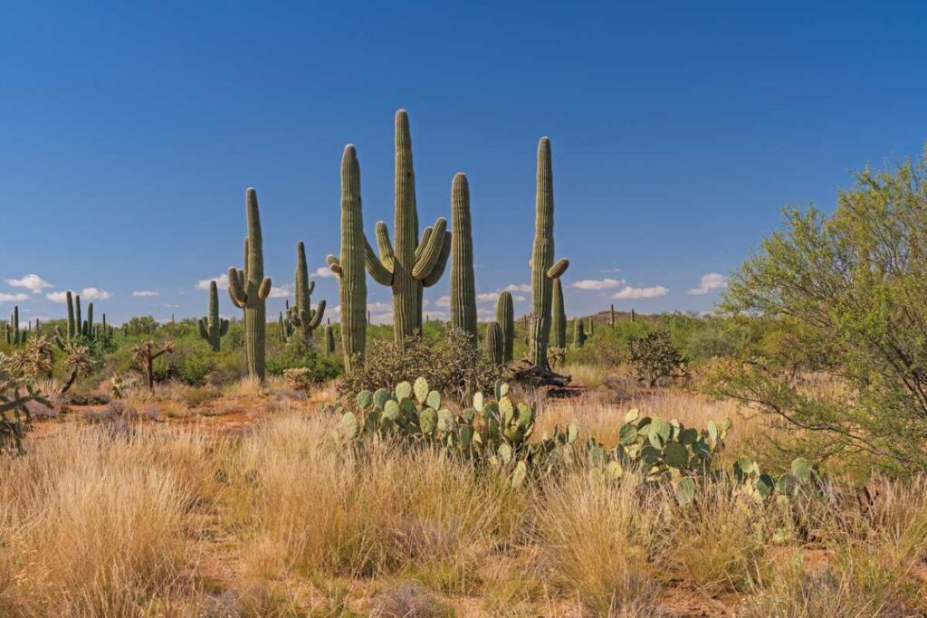 A Saguaro cactus desert scene in Saguaro National Park, Arizona.