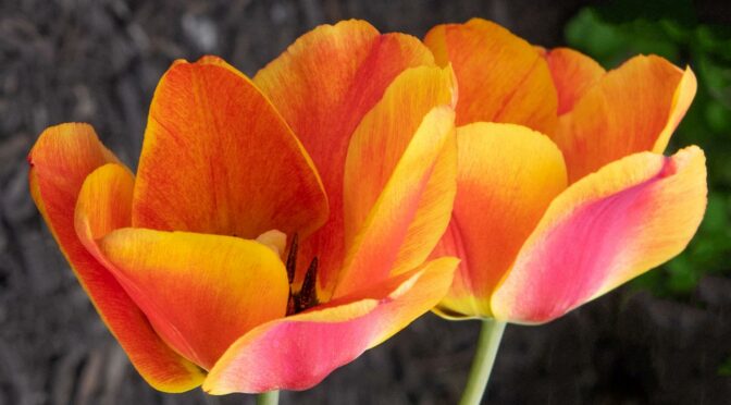 Close-up picture of orange spring tulips taken in Indiana