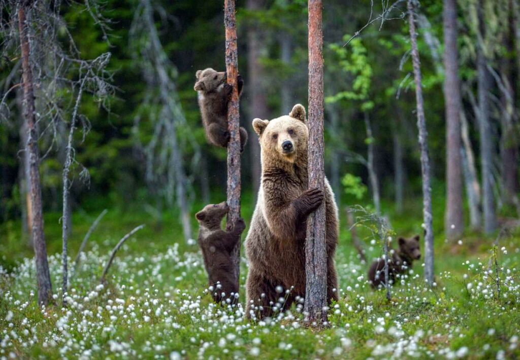 A mother brown bear and her cubs, a clear sign of potential danger.