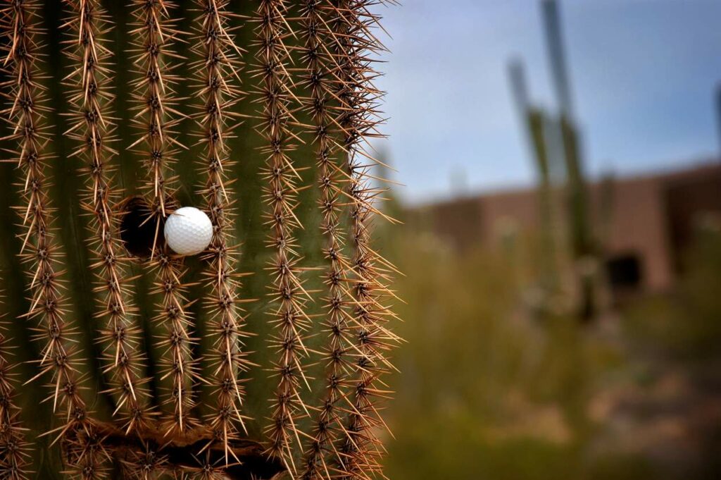 A golf ball stuck in the needles of a giant cactus.