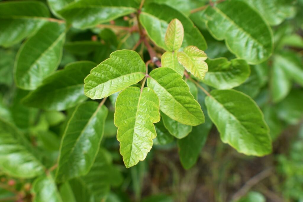 Poison oak leaves in bloom during springtime in northern California.