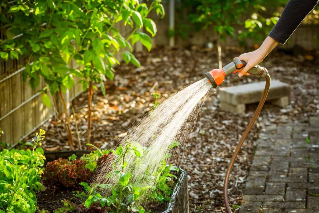 A close-up of a garden hose being used to water plants in a fall garden.