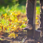 A gardener using a shovel in a fall garden.