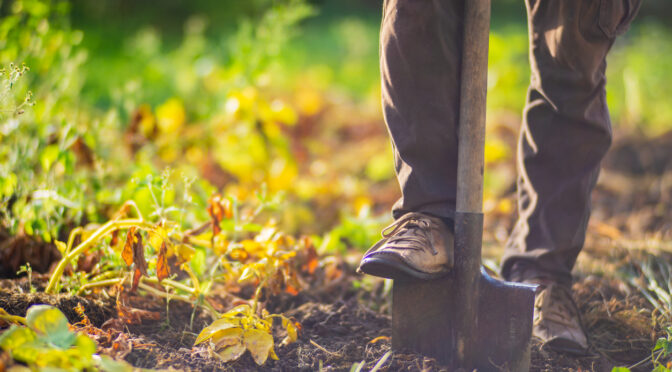 A gardener using a shovel in a fall garden.